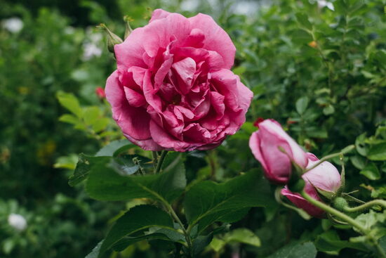 Roze
